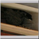 Delichon urbica - Mehlschwalbe 03.jpg